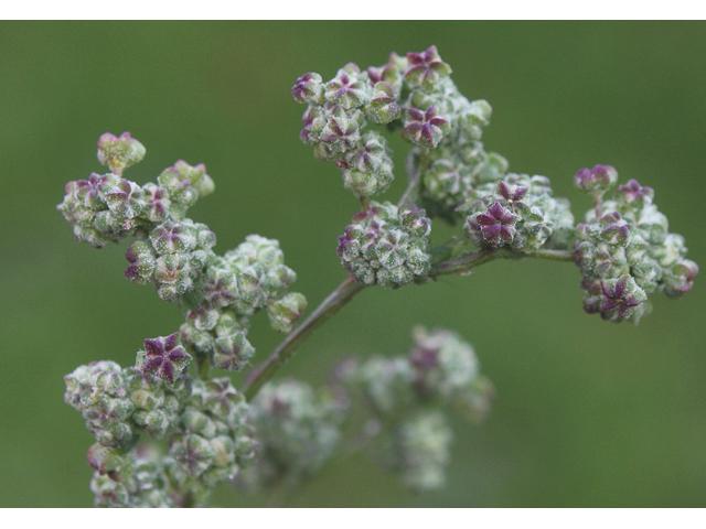 Chenopodium album (Lambsquarters) #43187