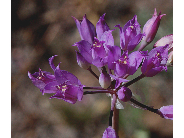 Allium acuminatum (Tapertip onion) #43200