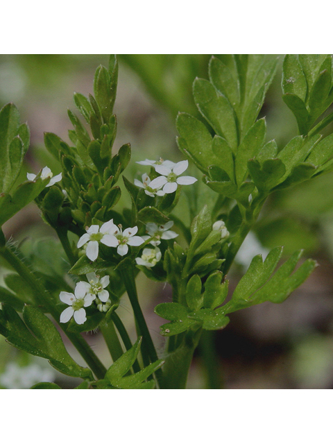 Chaerophyllum procumbens (Spreading chervil) #43212