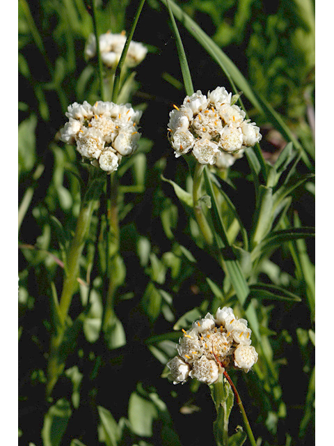 Antennaria corymbosa (Flat-top pussytoes) #43234