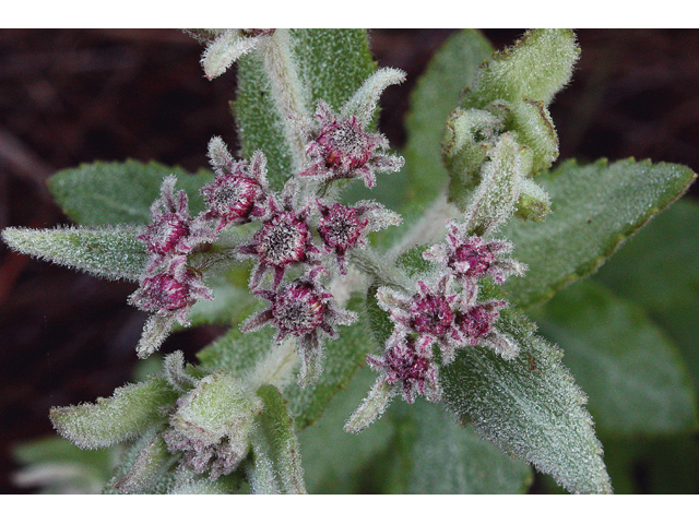 Pluchea rosea (Rosy camphorweed) #43727