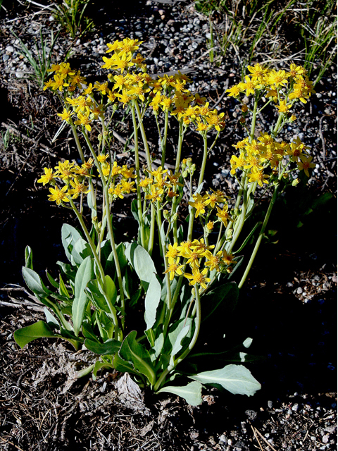 Packera tridenticulata (Threetooth ragwort) #43719