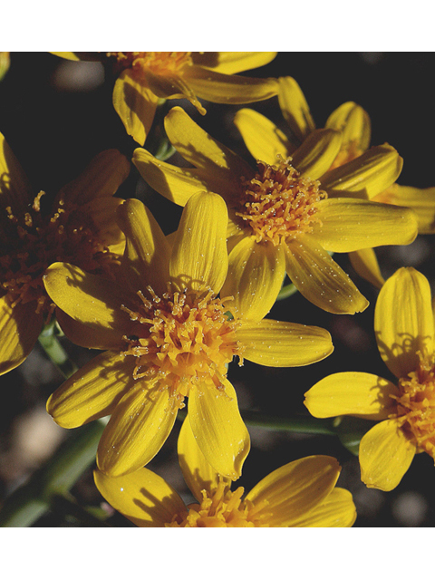 Packera tridenticulata (Threetooth ragwort) #43720