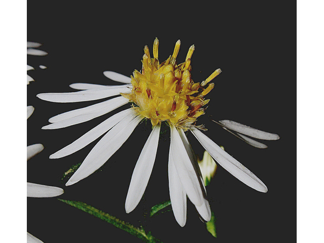 Symphyotrichum ontarionis (Ontario aster) #43774