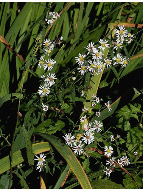 Symphyotrichum ontarionis (Ontario aster) #43775