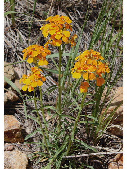 Erysimum capitatum (Sand-dune wallflower) #43578