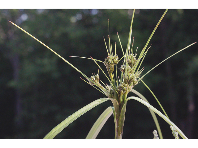 Scirpus microcarpus (Panicled bulrush) #43755