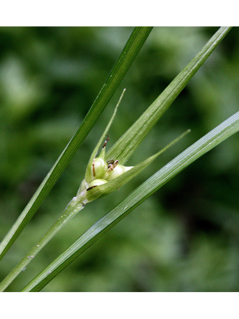 Carex jamesii (James' sedge) #43514