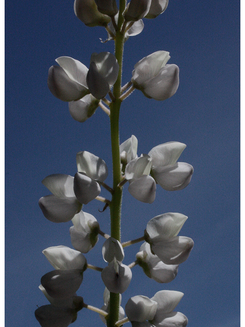 Lupinus perennis (Sundial lupine) #43669