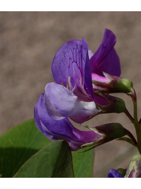 Lathyrus japonicus (Beach pea) #43636