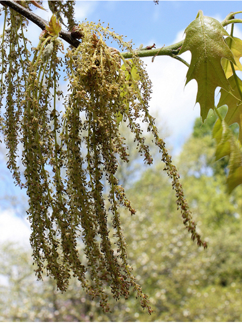 Quercus rubra (Northern red oak) #43743