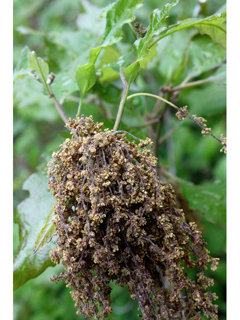 Quercus prinoides (Dwarf chinkapin oak) #43741