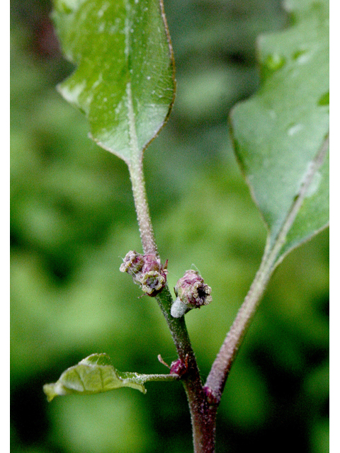 Quercus prinoides (Dwarf chinkapin oak) #43742