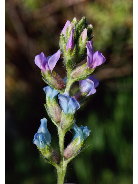 Oxytropis lambertii (Purple locoweed) #43709