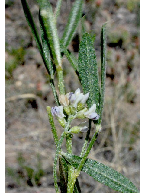 Psoralidium lanceolatum (Lemon scurfpea) #43731