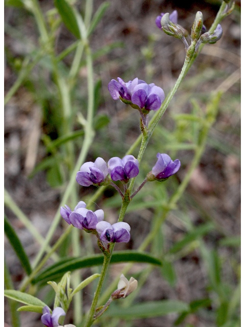 Psoralidium tenuiflorum (Slimflower scurfpea) #43732