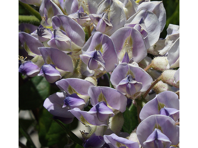 Wisteria frutescens (American wisteria) #43799