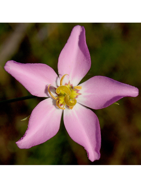 Sabatia grandiflora (Largeflower rose gentian) #43754