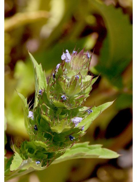 Dracocephalum parviflorum (American dragonhead) #43564