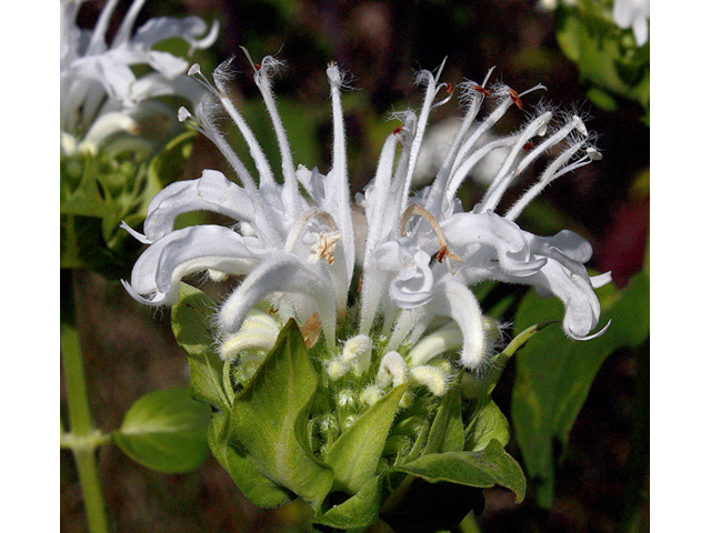 Monarda fistulosa (Wild bergamot) #43687