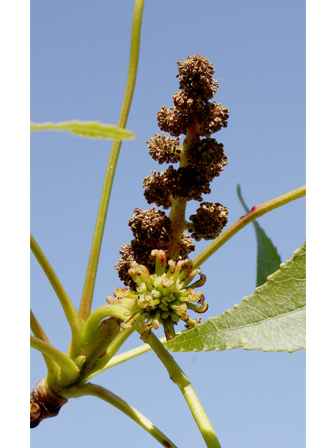 Liquidambar styraciflua (Sweetgum) #43653