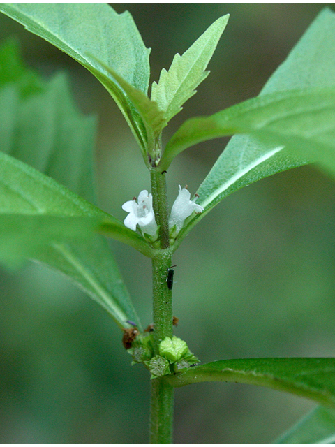 Lycopus rubellus (Taperleaf water horehound) #43678