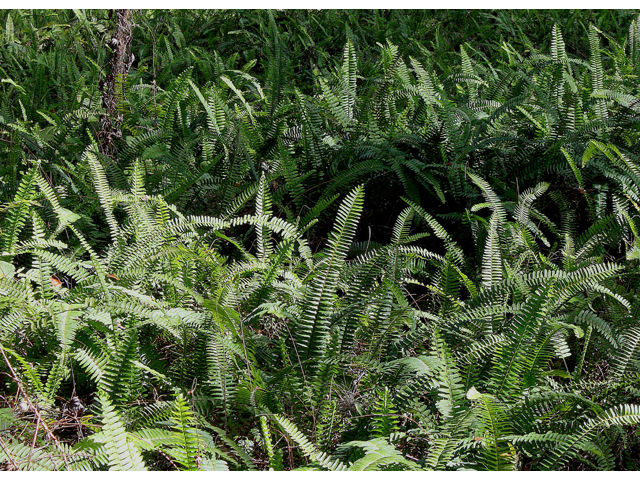 Nephrolepis exaltata (Boston swordfern) #43692