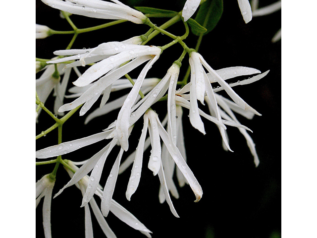 Chionanthus virginicus (White fringetree) #43535