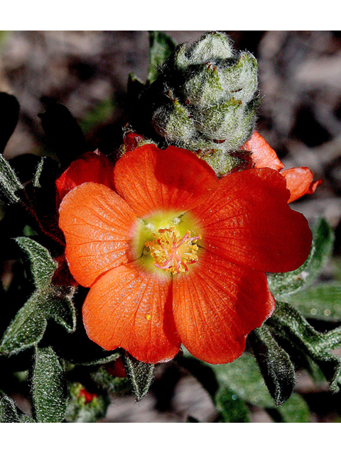 Sphaeralcea coccinea (Scarlet globemallow) #43769