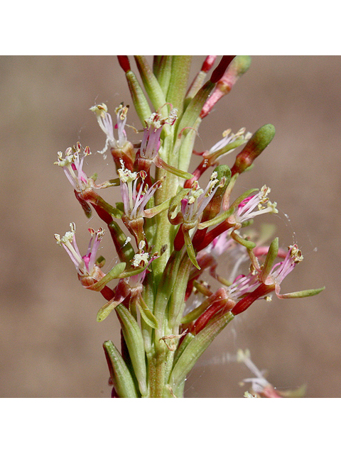 Oenothera curtiflora (Velvetweed) #43595