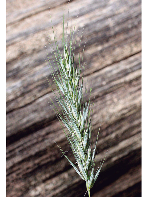 Elymus riparius (Riverbank wildrye) #43926