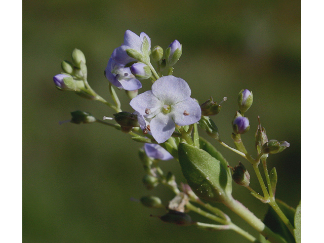 Veronica americana (American speedwell) #43942