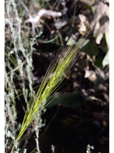 Elymus elymoides (Squirreltail) #43952