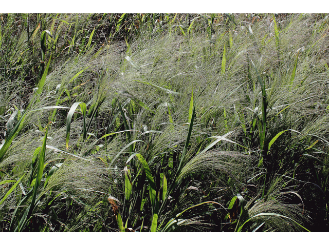 Panicum dichotomiflorum (Fall panicgrass) #43961