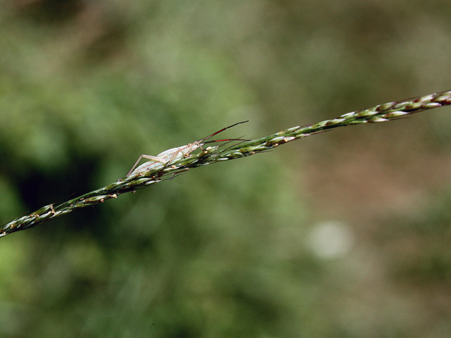 Muhlenbergia schreberi (Nimblewill) #43984