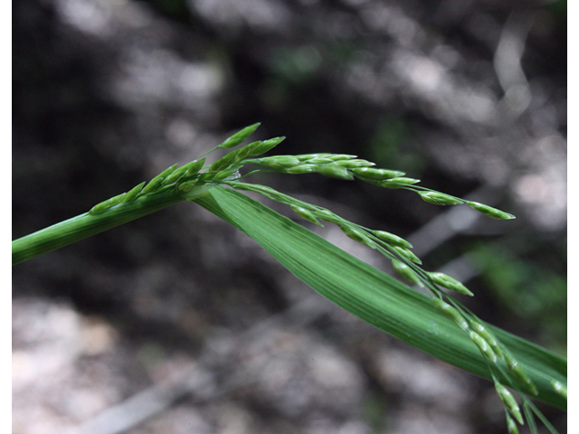 Torreyochloa pallida (Pale false mannagrass) #43991