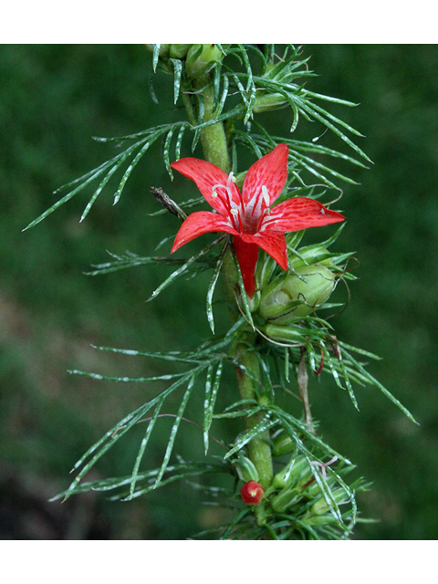 Ipomopsis rubra (Standing cypress) #43999