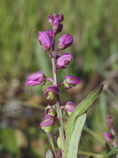 Polygala polygama (Racemed milkwort) #44608