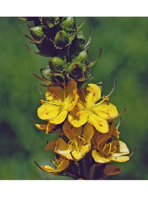 Agrimonia striata (Roadside agrimony) #44619