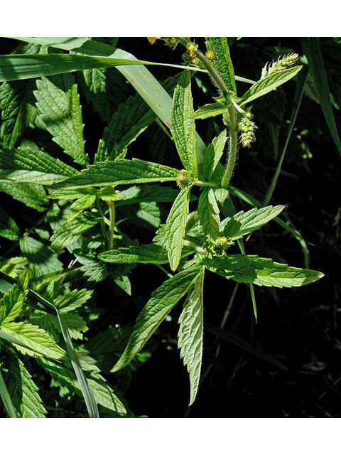 Agrimonia striata (Roadside agrimony) #44620