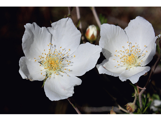 Fallugia paradoxa (Apache plume) #44624