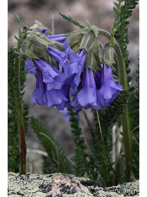 Polemonium viscosum (Sticky polemonium) #44645