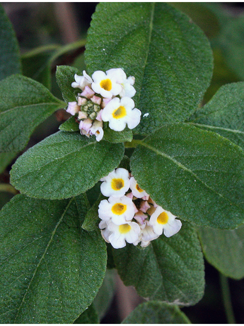 Lantana involucrata (Buttonsage) #45514