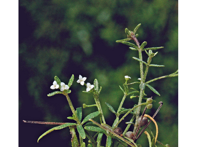 Galium trifidum (Threepetal bedstraw) #45531