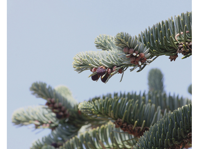 Abies procera (Noble fir) #45537