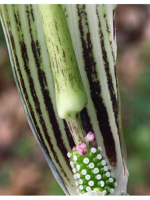 Arisaema triphyllum (Jack in the pulpit) #45548