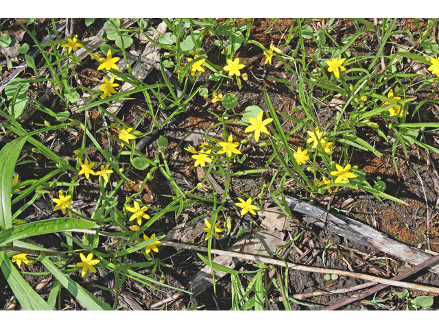 Hypoxis hirsuta (Common goldstar) #45559