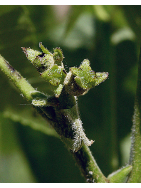 Carya ovata (Shagbark hickory) #45569