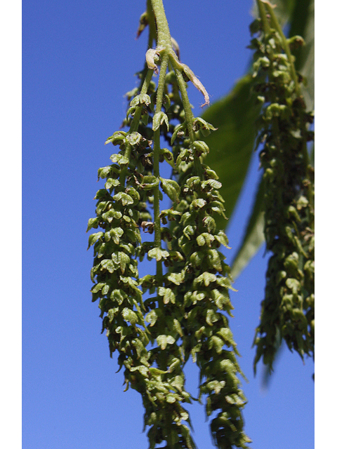 Carya ovata (Shagbark hickory) #45571