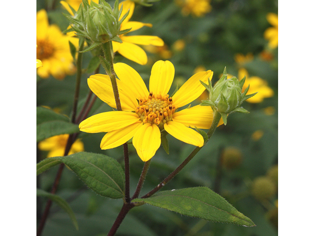 Helianthus hirsutus (Hairy sunflower) #45597